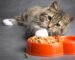 Chat nourriture