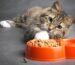 Chat nourriture