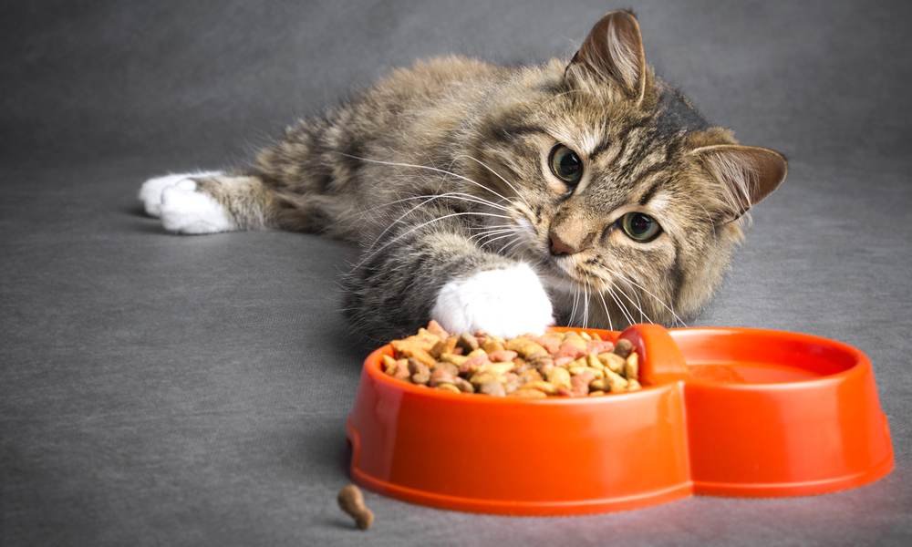 Chat nourriture
