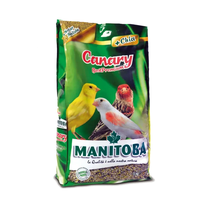 Manitoba canary