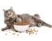 6546920939f7f9d4d85ba10f 1682345358 43757240 753x502 chat croquettes