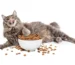 6546920939f7f9d4d85ba10f 1682345358 43757240 753x502 chat croquettes