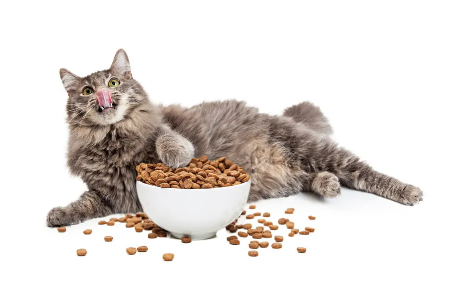 6546920939f7f9d4d85ba10f 1682345358 43757240 753x502 chat croquettes