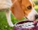 Canicule les precautions a prendre avec vos animaux de compagnie