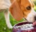 Canicule les precautions a prendre avec vos animaux de compagnie