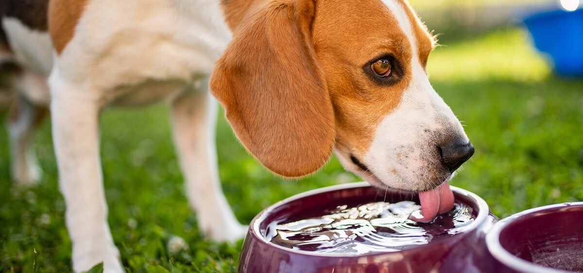 Canicule les precautions a prendre avec vos animaux de compagnie